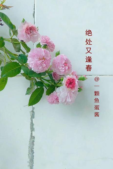 昭阳区属于哪个市