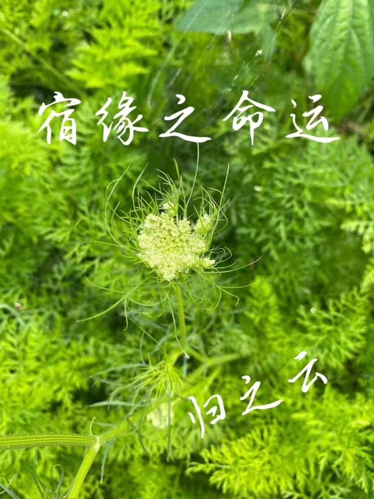 好哥哥怎么样